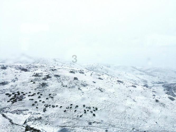 奈雪推出《故宫纹样》新春联名系列
